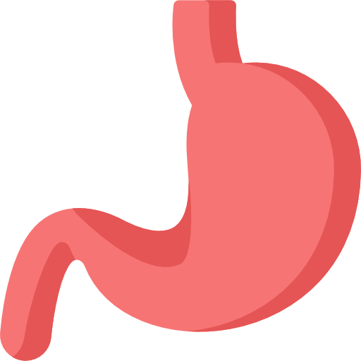 Stomach